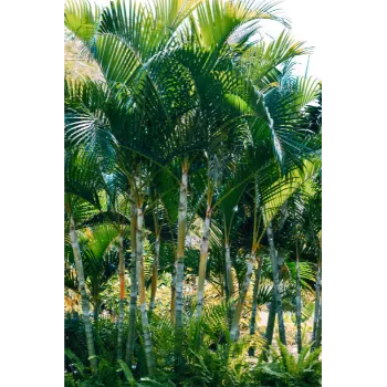 Natural Areca Palm Plant